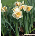 Martha Stewart Narcissus