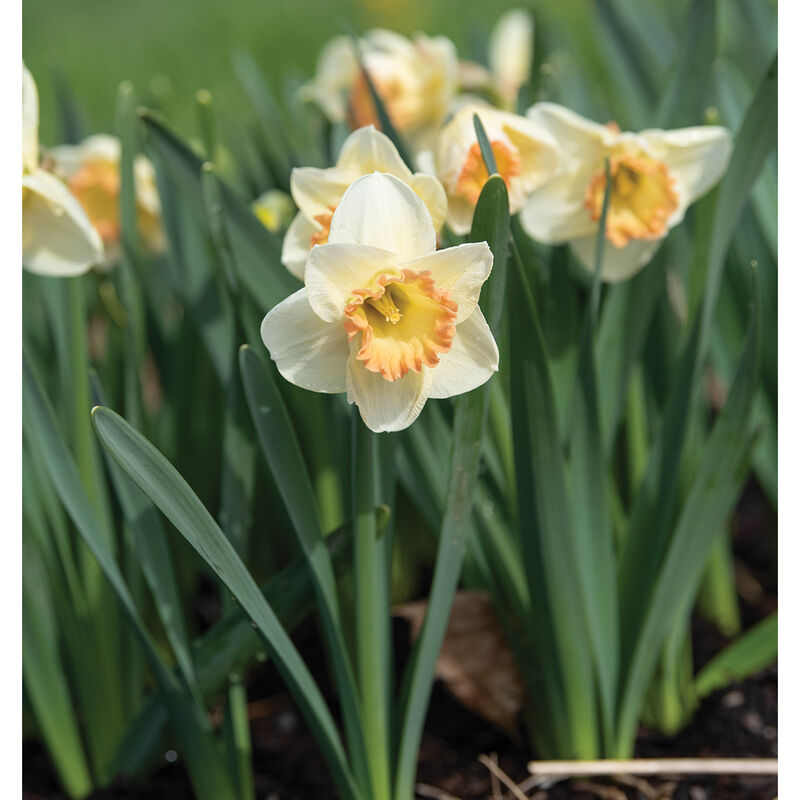 Martha Stewart Narcissus
