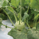 Konan Fresh Market Kohlrabi