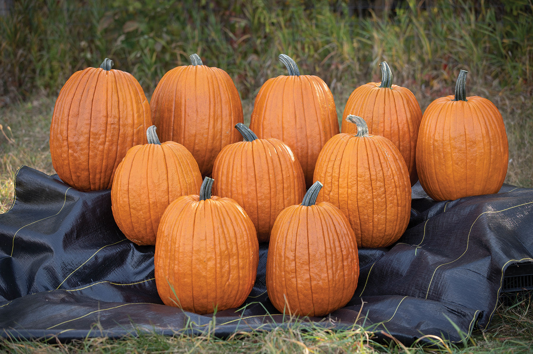 Jack-O-Lantern Seeds - Organic Varieties | Johnny's Selected