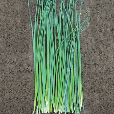 Nelly Standard Chives