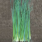 Nelly Standard Chives