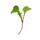 Kale, Red Russian Microgreen Vegetables