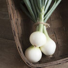 Forum Onion Plants