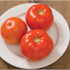 Skyway Beefsteak Tomatoes