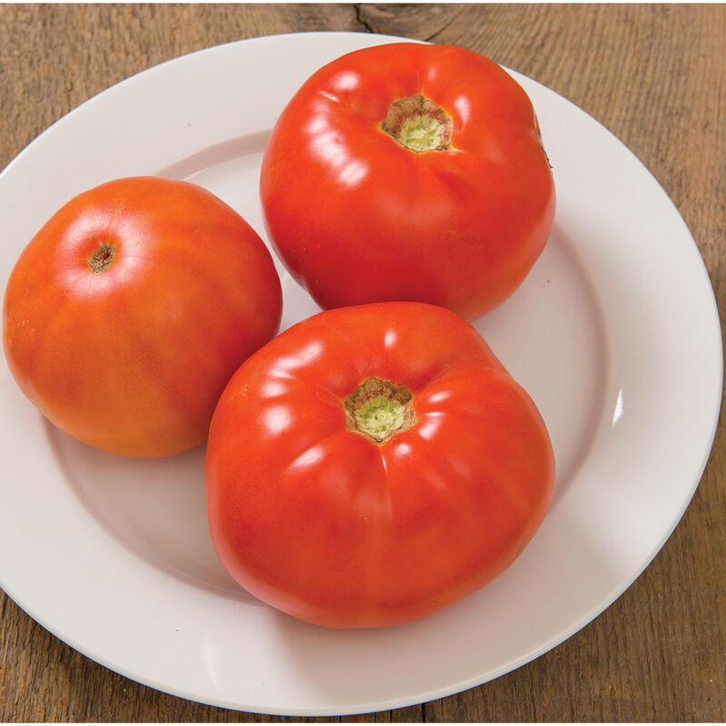 Skyway Beefsteak Tomatoes