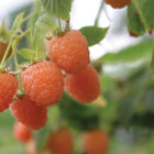 Double Gold Raspberry