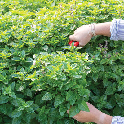 Everleaf Lemon Citrus Basil