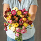 Monstrosum Tall Mix Strawflower