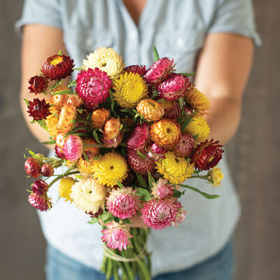 Monstrosum Tall Mix Strawflower