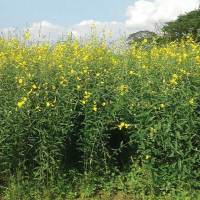 Sunn Hemp Sunn Hemp Legumes
