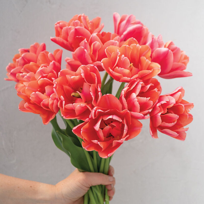 Verona Sunrise Tulips