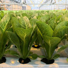 Chicarita Romaine Lettuce (Cos)