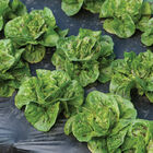 Kolibri Bibb Lettuce