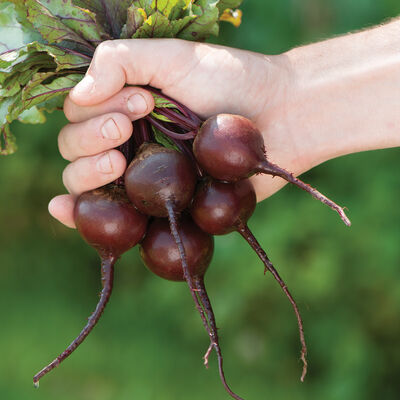 Babybeat Round Red Beets