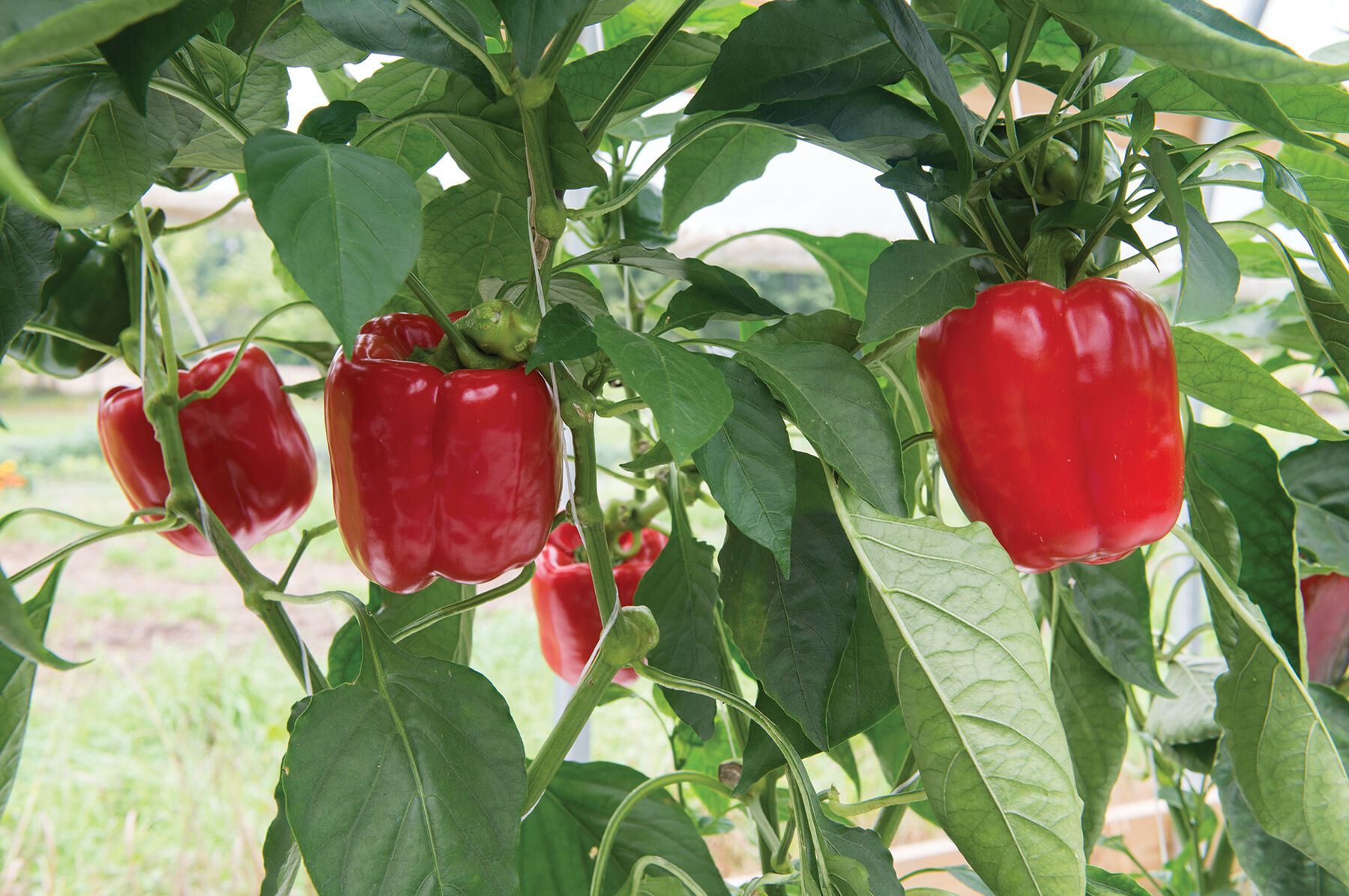 thumbnail image 2 of ORGANIC SEED Pepper: Sweet Pepper Medley -Prairie Road Organic – Prairie Road Organic Seed 2 of 13