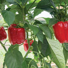 Nebula Sweet Bell Peppers