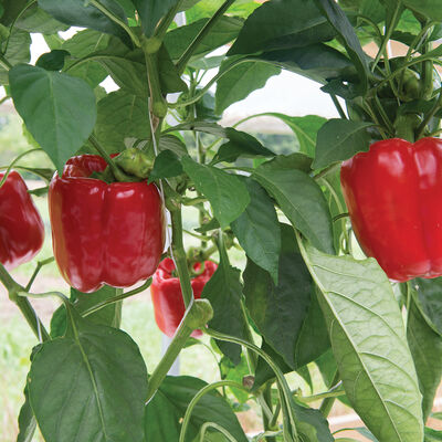Nebula Sweet Bell Peppers