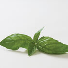 Dolly Basil