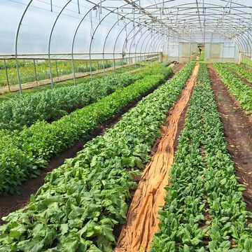 null Southeast Grower's Favorites