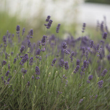 null Perennial Seeds & Plants