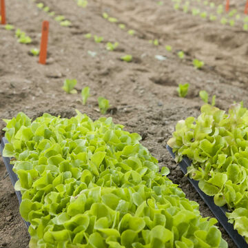 null Start Early for Transplants