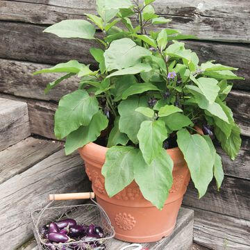 null Grows Well In Containers
