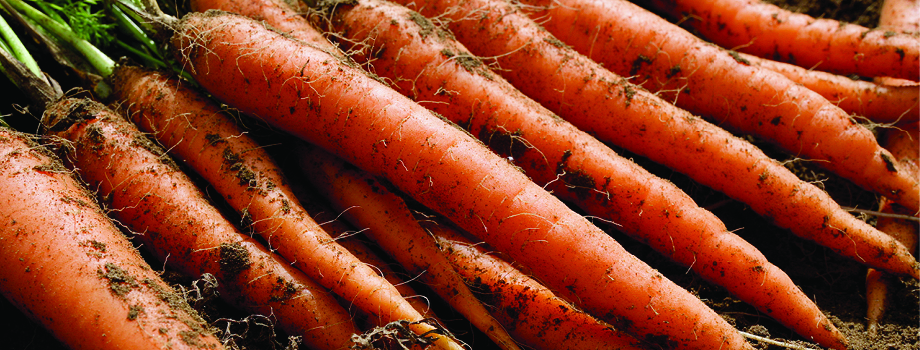Register for the Webinar: Choosing Carrots: A Guide to Varieties You Will Dig