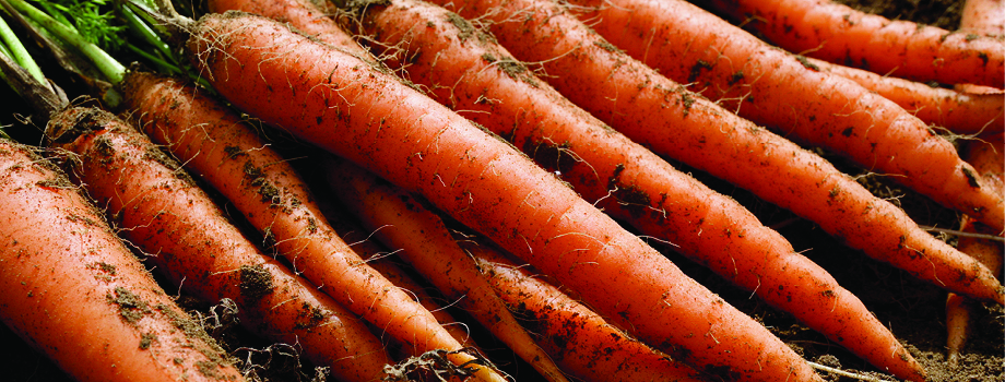 Freshly dug carrots