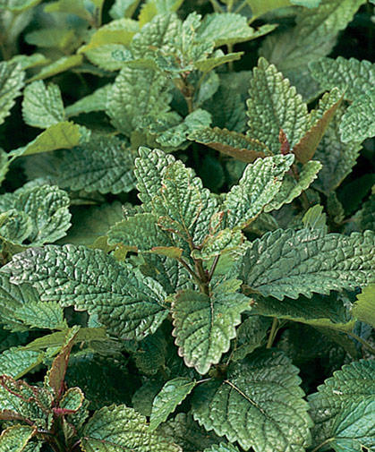 Lemon balm, a medicinal and culinary herb that is easily grown from seed sown in spring or fall.