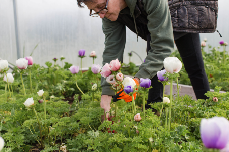 harvesting at Everyday Flowers