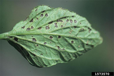 Verticillium wilt