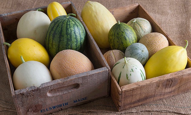 Melon Growing Basics