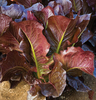 Thurinus Red Romaine