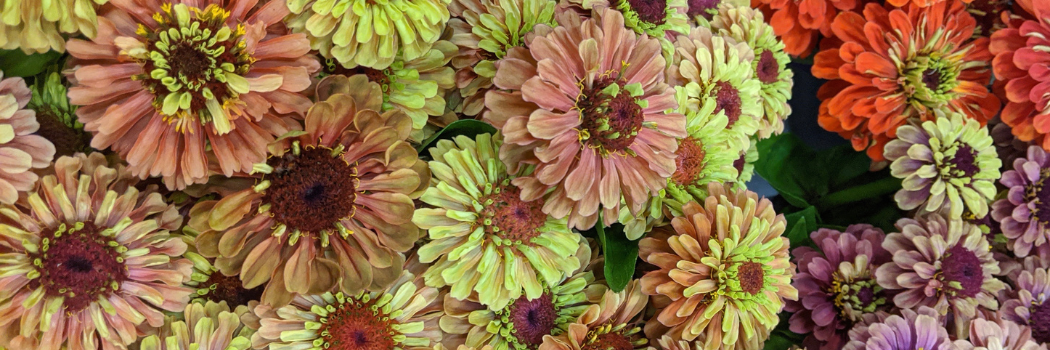 Edible Flowers Bento Box Zinnia Flowers