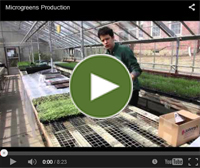 Video on Microgreens ROI, by Thomas Macy