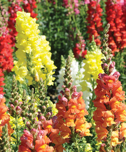 Planting of the 'Potomac Mix' in our snapdragon trials, including all four subgroups.