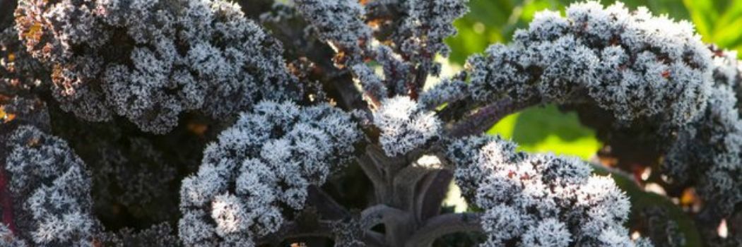 Winter-Kissed Kale - the sweetest kind.