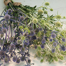 How to Grow Eryngium