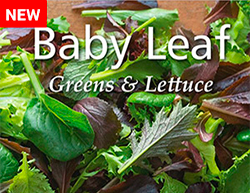 Baby Leaf Digital Catalog