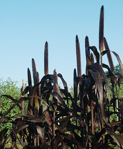 Ornamental millet, with its tall, plum-colored spikes, serves as a striking design element.