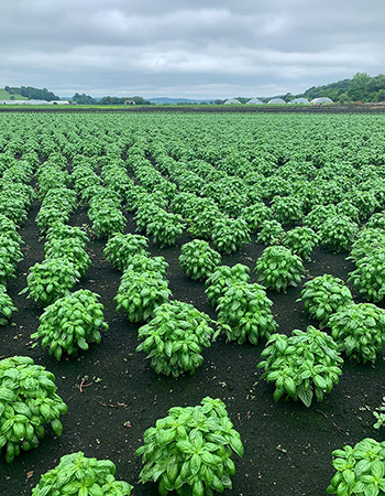 Prospera basil fields at Goodness Gardens, located in the Black Dirt region of Orange County, New York