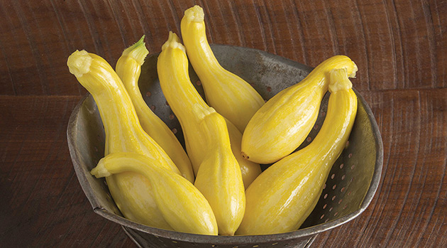 Johnny's-Bred Tempest Summer Squash Is a Culinary Star