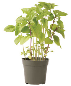Container-grown Cinnamon Basil Plant