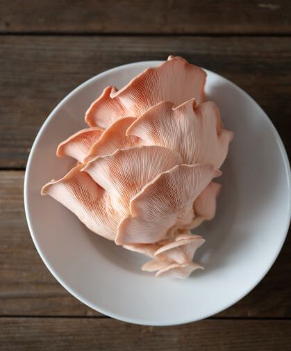 Pink Oyster mushroom on a plate.