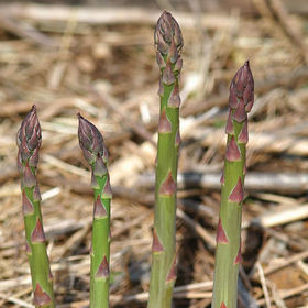 How to Grow Asparagus