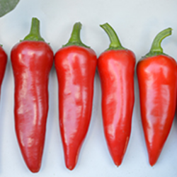 Johnny's Hot Pepper Palooza | 10 Types of Chili Peppers to Bring