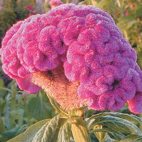 How to Grow Celosia