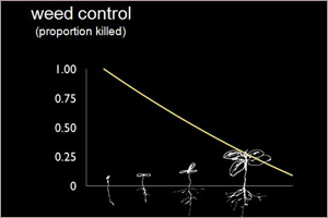 Proportion that survive directly relates to size