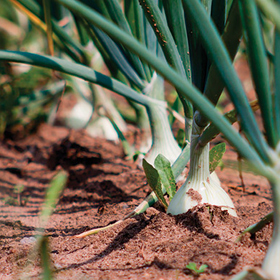 How to Grow Onions